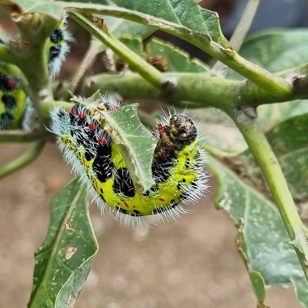 Macro photo of a colorful insect.
